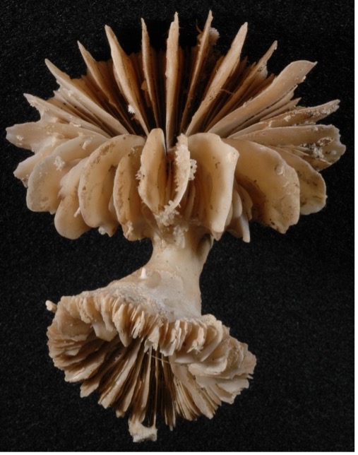 Coral time machines reveal ancient CO2 burps